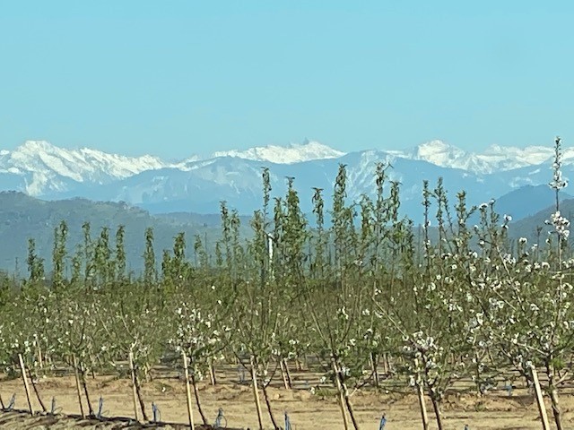 カリフォルニアシトラス産地近況1