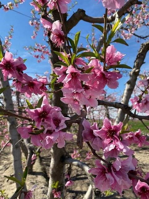 カリフォルニアシトラス産地近況3