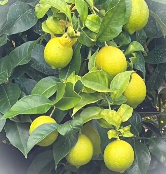 ユーレカ種レモン